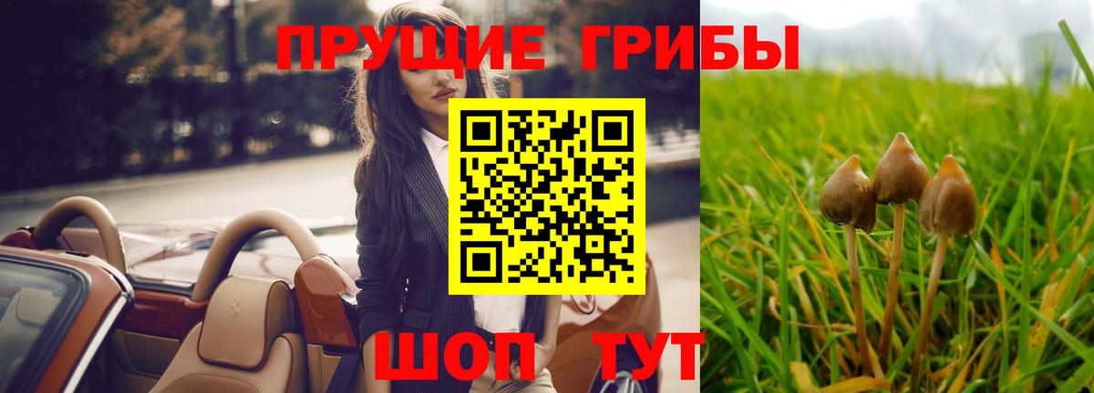 хочу наркоту  Вход с VPN  Богданович  Галлюциногенные грибы Cubensis 